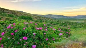 برداشت گل‌محمدی در نواحی مرزی گنبدکاووس