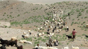 ماجرای شلیک به سمت عشایر در شهرستان کوار استان فارس