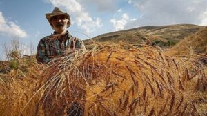 پرداخت مطالبات گندمکاران خوزستانی تا ابتدای هفته آینده