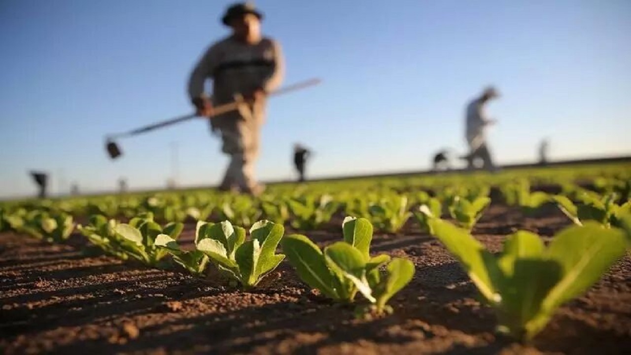 اصلاح الگوی کشت متضمن امنیت غذایی