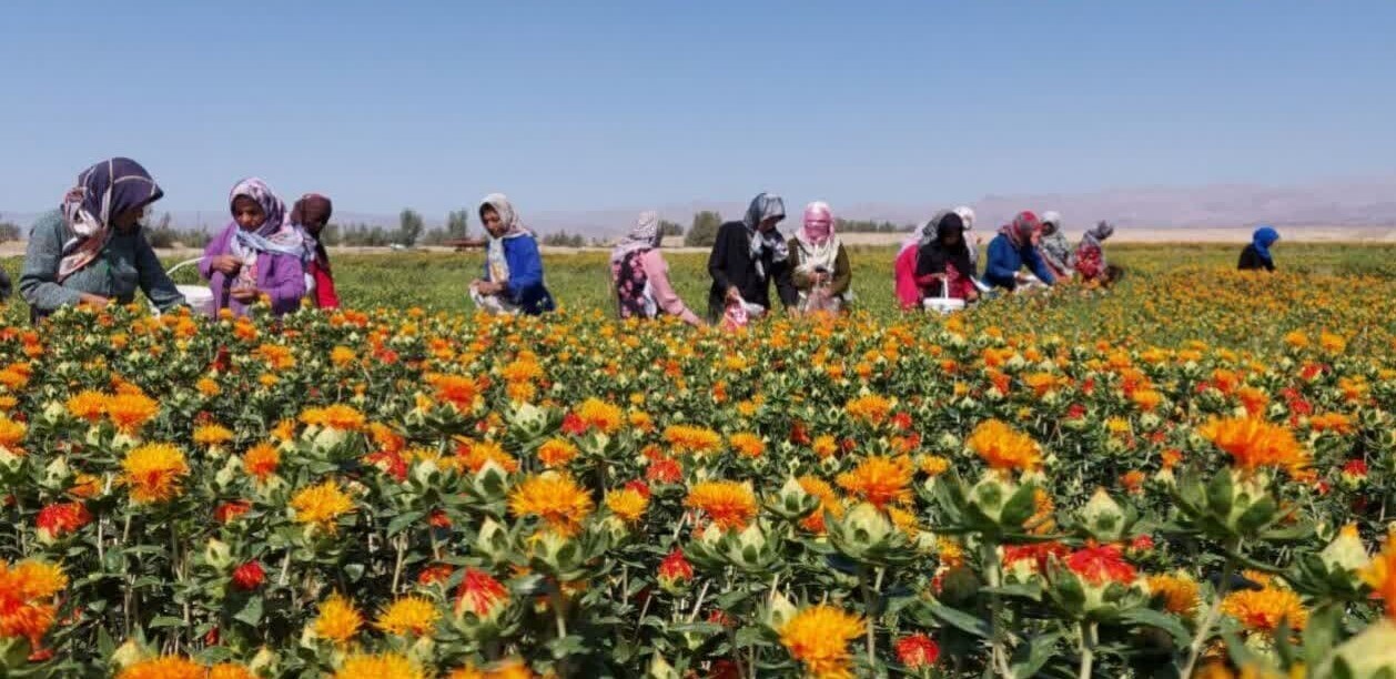 برداشت گل از مزارع گلرنگ شهرستان سربیشه