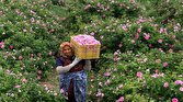 برداشت گل محمدی از ۶ هکتار گلستان جوین خراسان رضوی آغاز شد