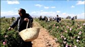 برپایی جشنواره گل محمدی در روستای خوزنین بویین زهرا