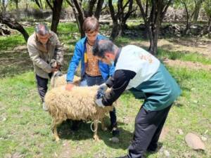 برگزاری اردوی جهادی دامپزشکی در روستای راویز رفسنجان