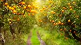 همایشی برای شناسنامه‌دار کردن ۲۴ هزار هکتار باغ در بابل + فیلم