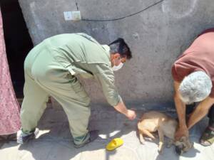 واکسیناسیون ۳۰۰۰ راس دام سبک در شهرستان فهرج