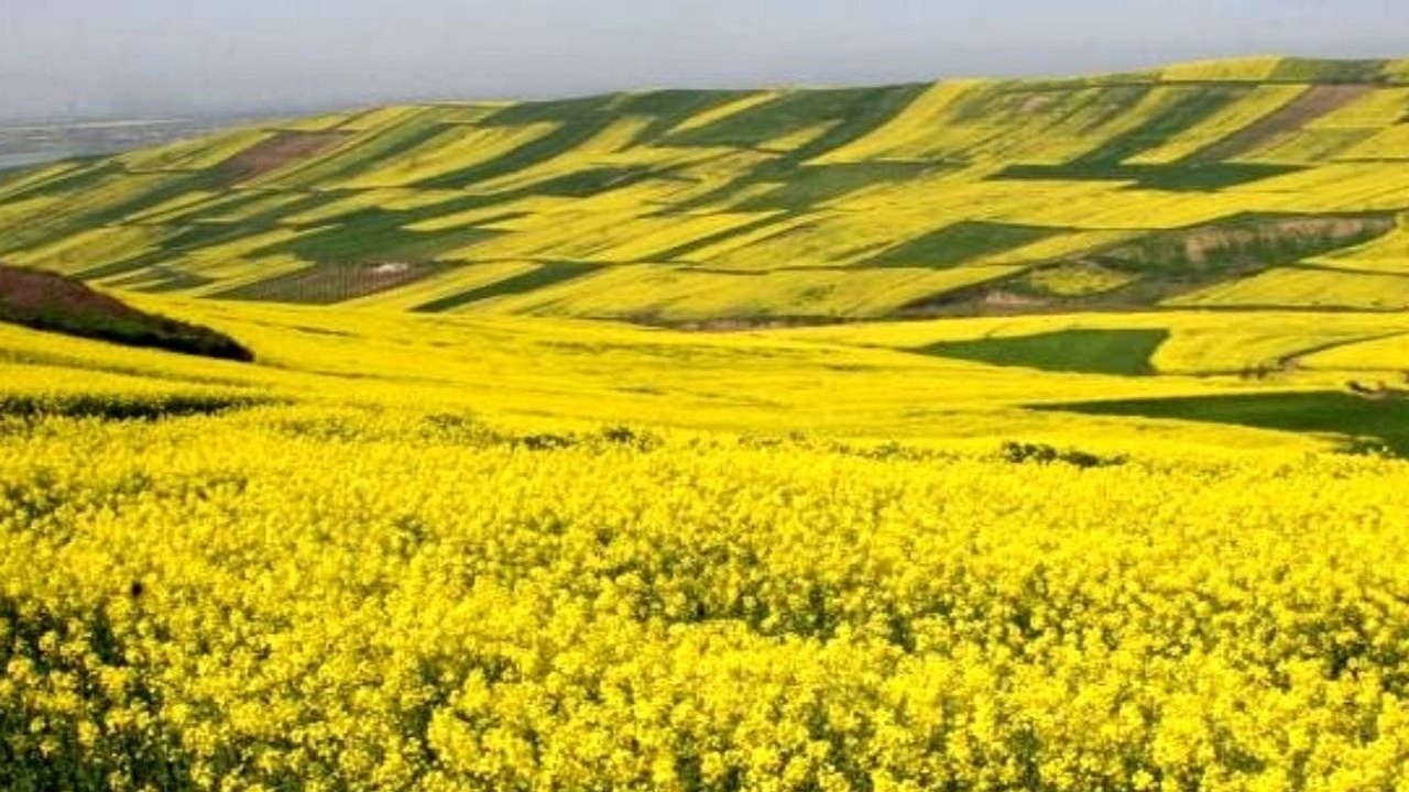 پیش بینی افزایش ۱۰ برابری تولید کلزا در شهرستان کلاله