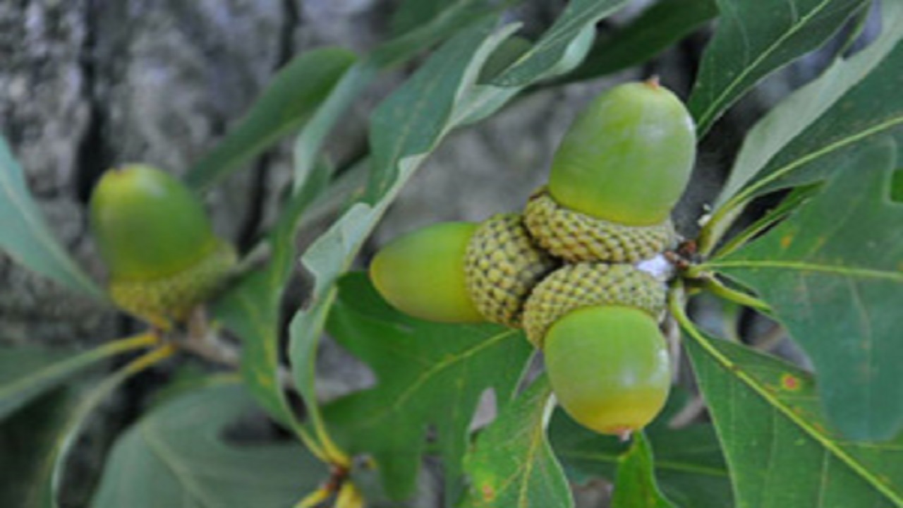 کاشت سالانه ۴۰ هزار بذر بلوط در لرستان