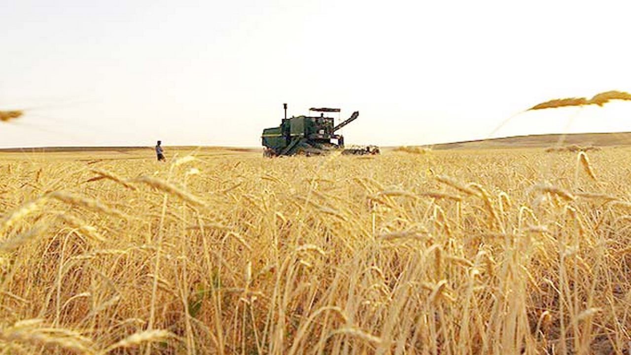 ۳۴۸ هزار هکتار از مزارع لرستان مبارزه شیمیایی شد