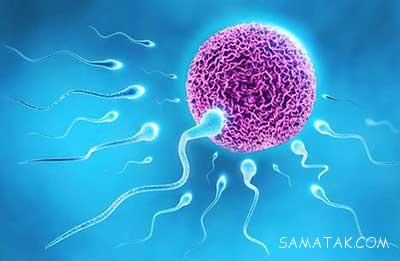 7 گیاه اسپرم ساز مناسب مردان بدون اسپرم