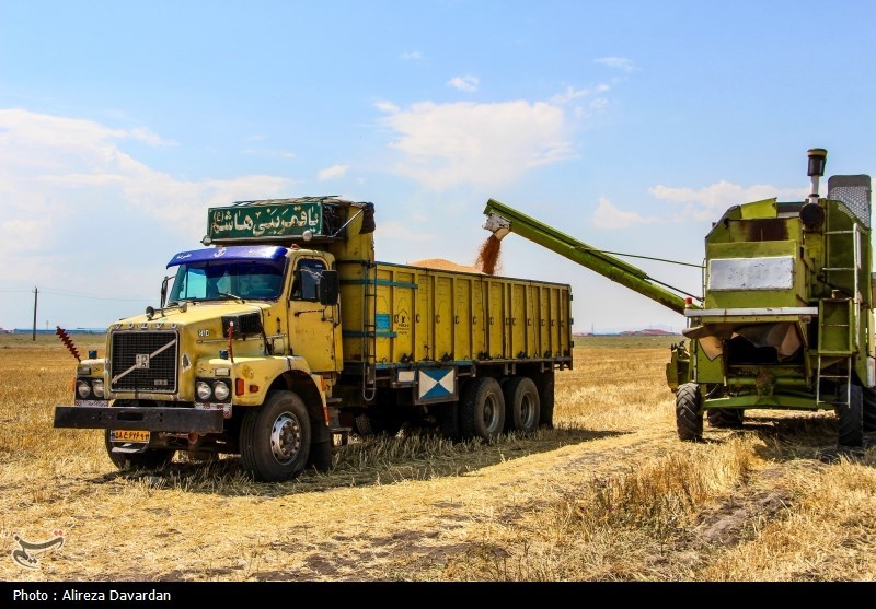 اختصاص ۲۵۰ همت برای خرید تضمینی گندم در بودجه ۱۴۰۴