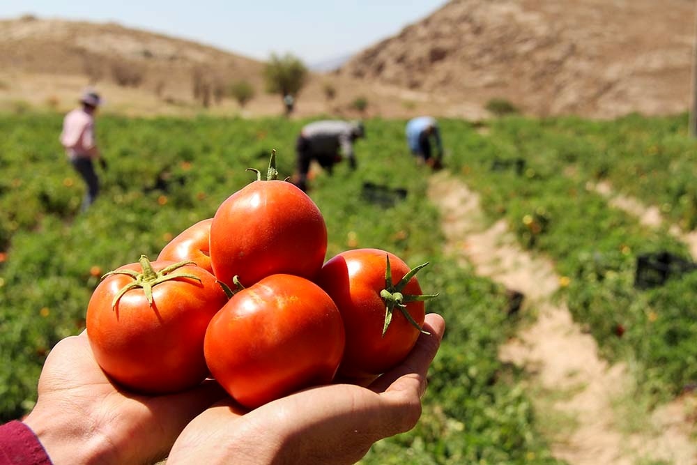 برداشت ۵۶ هزارتن گوجه‌فرنگی از مزارع قیروکارزین