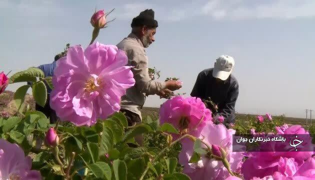 تولید ۱۰ هزار گیلوگرم گل محمدی در بیضا