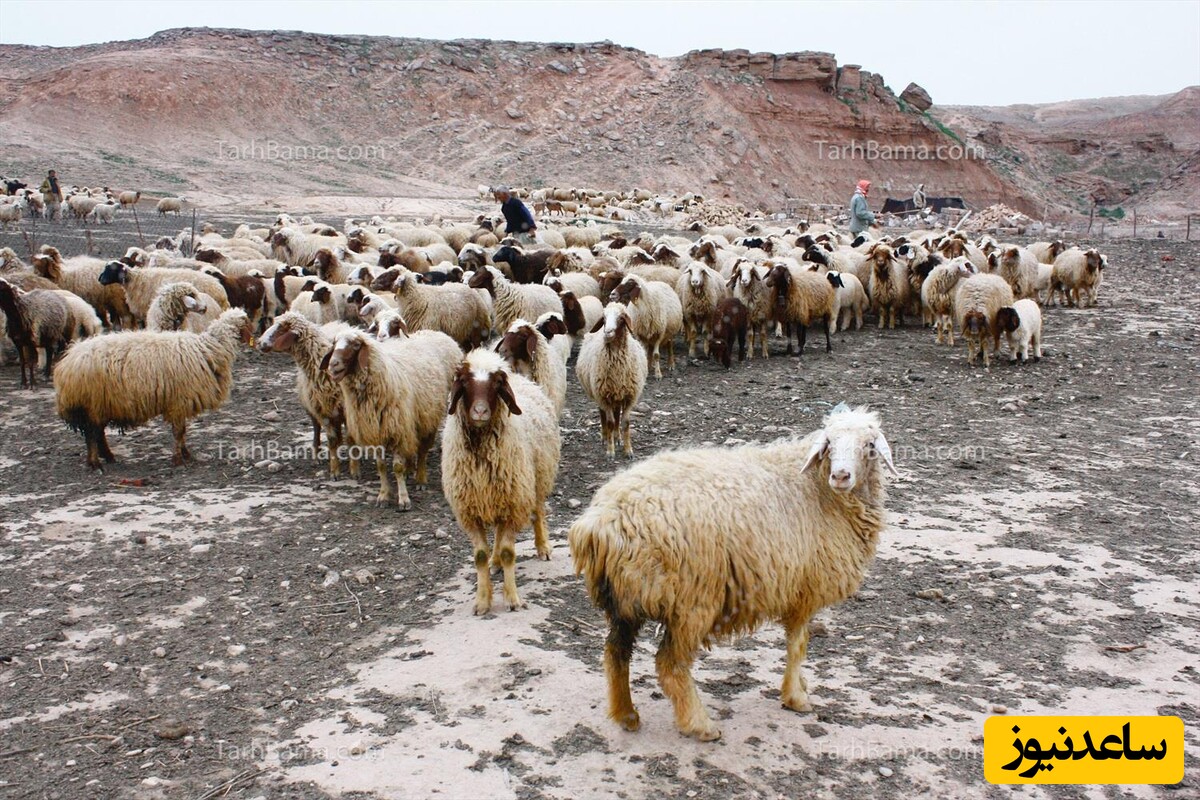 دستگیری سارقان احشام (گاو و گوسفندان) در ملکان