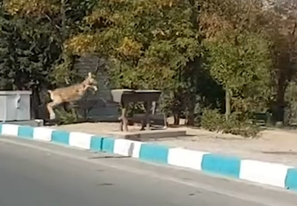 لحظه عبور یک گله آهو از پارک سرخ حصار تهران