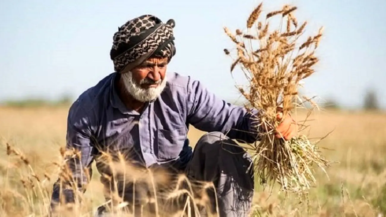 مطالبات گندمکاران کامل پرداخت شد؟