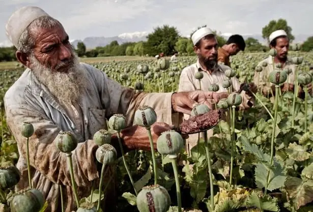 نحوه عجیب خرید و فروش تریاک در افغانستان!/ فیلم