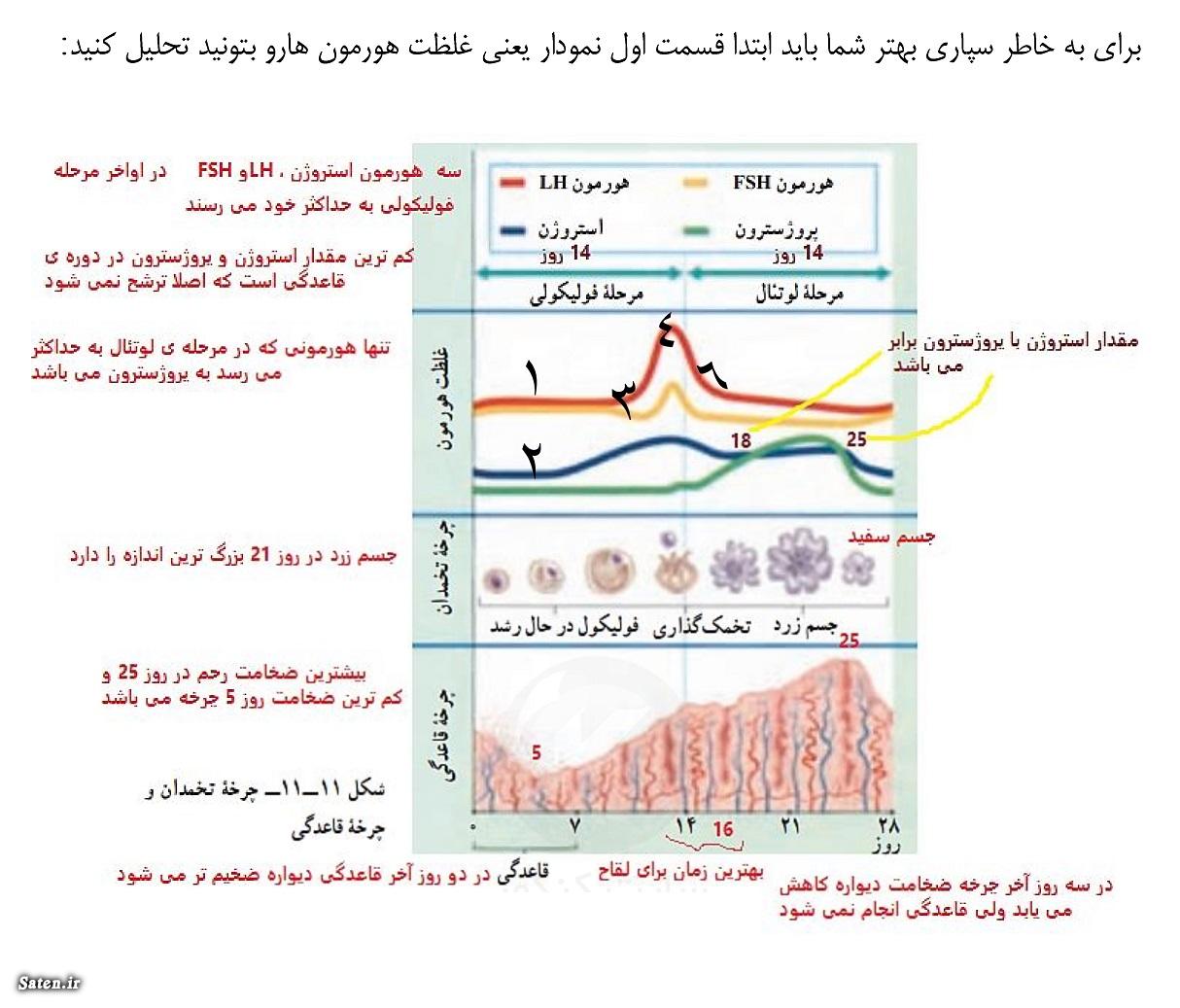 نمودار هورمون های زنانه زیست یازدهم +عکس