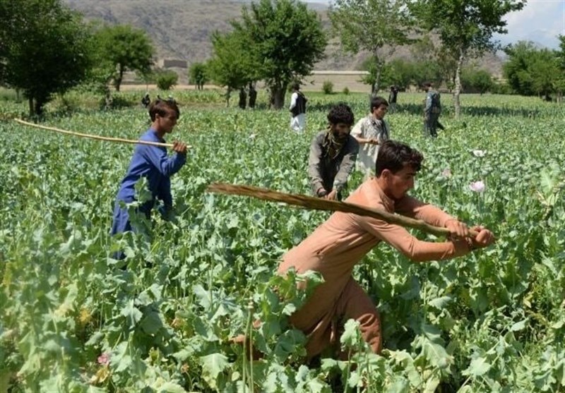 نگرانی اتحادیه اروپا از منع کشت خشخاش در افغانستان