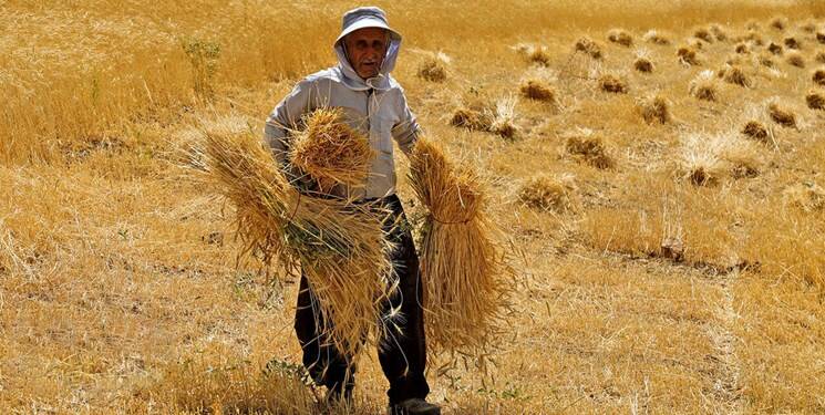 پرداخت مطالبات گندمکاران به بیش از ۳۰۰ هزار میلیارد ریال رسید