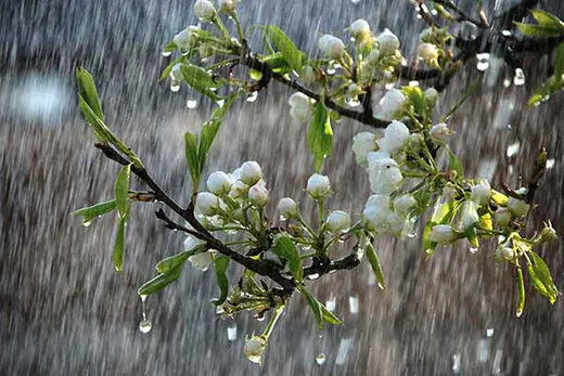 پیش‌بینی هواشناسی تهران و ایران امروز  29 آبان/ جدول