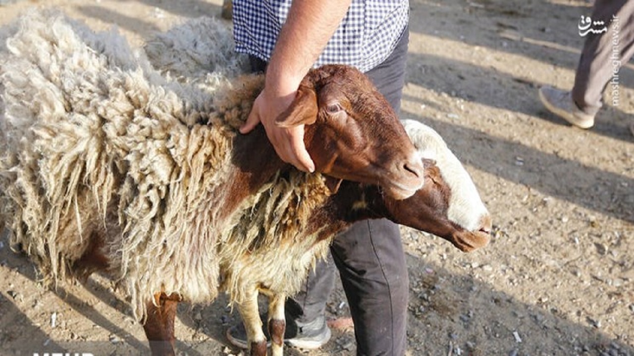 پیش‌بینی ۹ جایگاه موقت عرضه و ذبح بهداشتی دام به مناسبت عید سعید قربان در شیراز