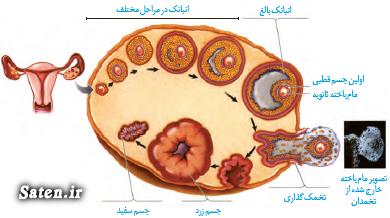 چرخه رحمی و تخمدانی و چرخه ی قاعدگی (زیست یازدهم)