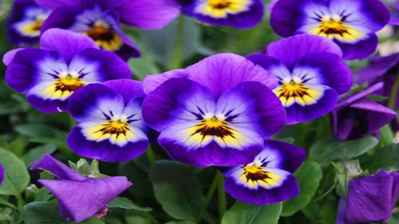 کاشت بیش از ۱۶۰ هزار بوته گل در کازرون